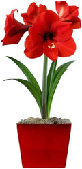 Easy to Grow Amaryllis Ferrari Red - 1 Planted Flower Bulb in a Ceramic Red Square Gift, Blooms Indoors for Holidays in 4 to 8 Weeks