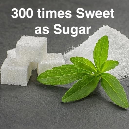 Natural Herbal Live Zero Calorie Sugar Replacement. Stevia Plants. Sweet Leaf, Sugar Leaf, Natural Sugar Substitute Herb, Easy to Grow (2 stevia Cups)