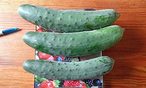 Seeds Indoor Cucumber April F1 - Self-Pollinated - Heirloom Vegetable - GMO Free