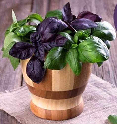 Seeds Indoor Basil Mix (Red, Purple and Green) Herb Heirloom for Planting Non GMO
