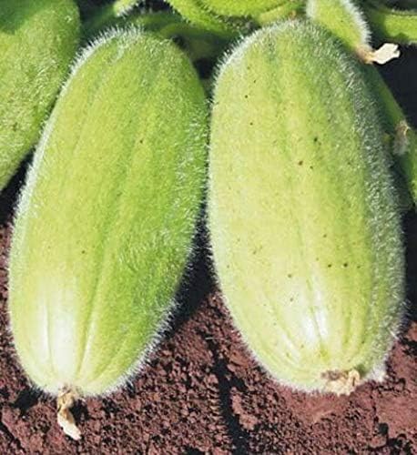 NIKA SEEDS - Seeds Vegetable Cucamelon (Cross Cucumber and Melon) Vine - 20 Seeds
