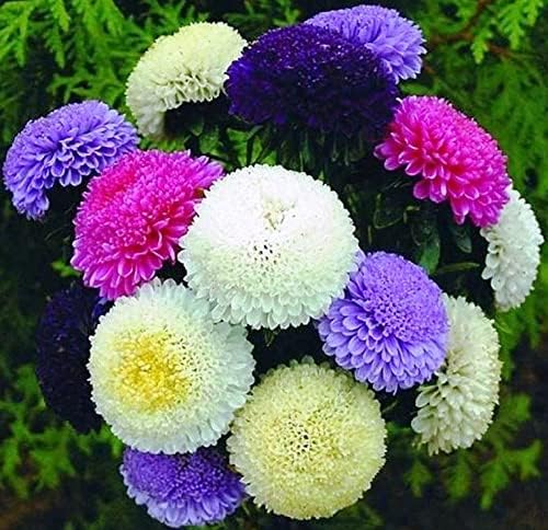 Aster Pompon Garden Mix Seeds – Callistephus Chinensis | Vibrant Double Blooms | Annual Cut Flower for Garden & Bouquets