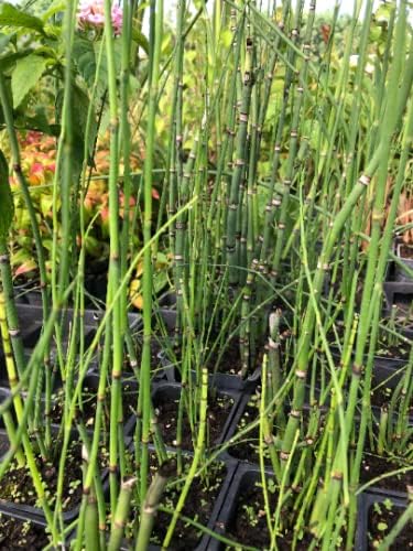 Horsetail Grass in a 4 inch containers (5)