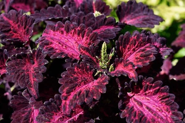 Park Seed Black Dragon Coleus Seeds – Grow Your Own Bold Indoor or Outdoor Plants, Shade-Tolerant Annual with Dark Textured Foliage for Borders, Pots, or Windowsills, Easy to Grow, Pack of 500