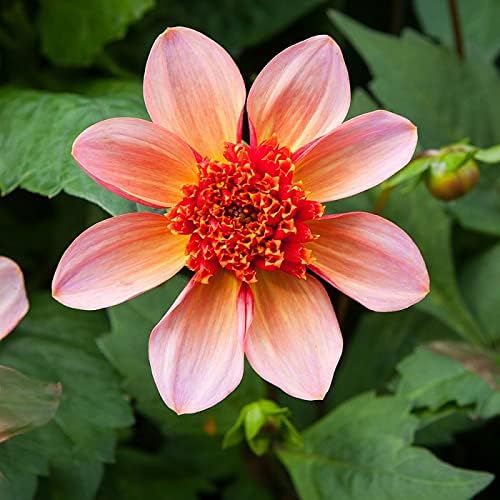 Eden Brothers Dahlia Bulbs (Anemone-Flowered) - Totally Tangerine, Non-GMO Bulbs for Planting, 2 Bulbs | Low-Maintenance Flower Bulbs, Plant During Spring, Zones 8, 9, 10, 11