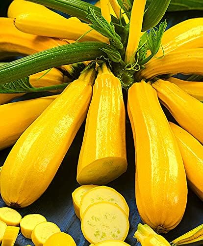 RAISE ME UP: Seeds Easy Pick Gold II Zucchini Courgette Non GMO Heirloom