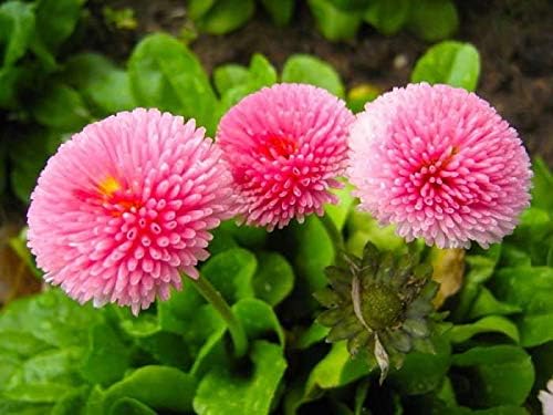 Seeds English Daisy Pompon Double Mix (Marguerite Bellis perennis) Outdoor Cut Perennial Flowers for Garden Planting