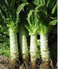 4000 Seeds CELTUCE Summer 38 Seeds, 夏抗38 耐熱尖葉莴笋, Heat Resistant Variety; stem Lettuce; Asparagus Lettuce