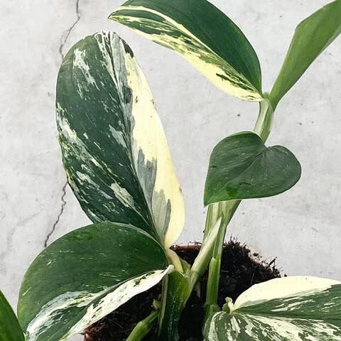 GARDENERA Premium Monstera Standleyana Potting Mix - Expertly Crafted for Healthy Growth - 1 Quart