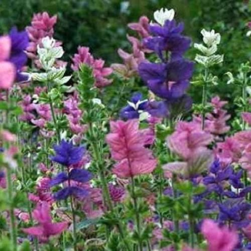 NIKA SEEDS - Seeds Flowers Clary Tricolor Mix Annual - 100 Seeds
