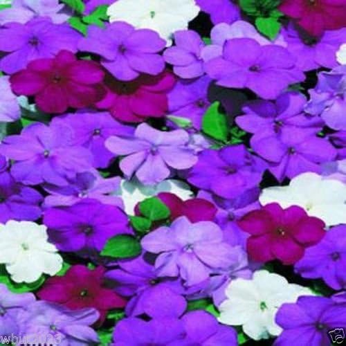 Impatiens Flowers Seed - Blues Mix- ideal for Baskets,Containers & window boxes