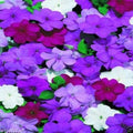 Impatiens Flowers Seed - Blues Mix- ideal for Baskets,Containers & window boxes