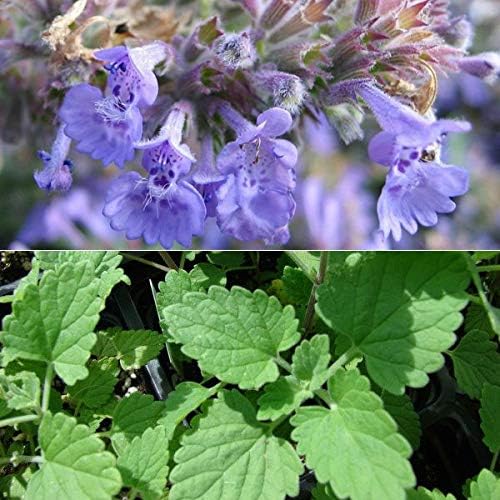 NIKA SEEDS - Seeds Herb Catmint (Catnip, Catswort, Catwort, Catnep, Field Balm, Nepeta Cataria) for Cat Heirloom - 100 Seeds