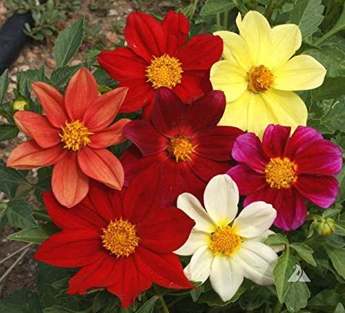 Seeds Flowers Dahlia Funny Guys Mix - 70 Seeds