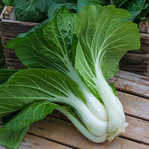 Seeds Chinese Cabbage Bok Choy Heirloom Vegetable Non GMO