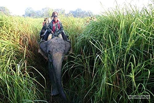 Elephant Grass Seeds - Tallest Grass in The World - Ships from Iowa, Made in USA (250 Seeds)
