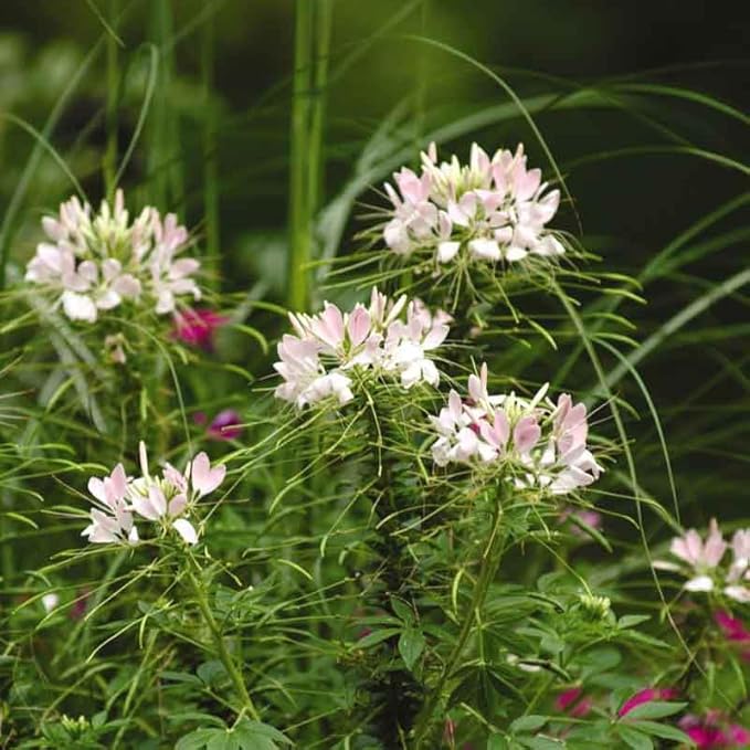 Eden Brothers Cleome Seeds - Sparkler Blush