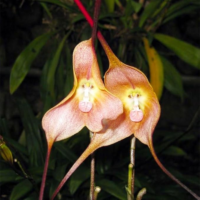 210+ Perennial Monkey Orchid Flower Seeds for Planting-Non-GMO Heirloom Plant Seeds Garden Outdoor