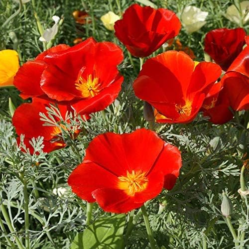 Outsidepride Red Chief California Poppy Seeds for Planting - 5000 Pcs Annual, Drought-Tolerant & Easy to Grow Wildflower Seeds with Vibrant Blooms for Landscaping, & Pollinator Garden