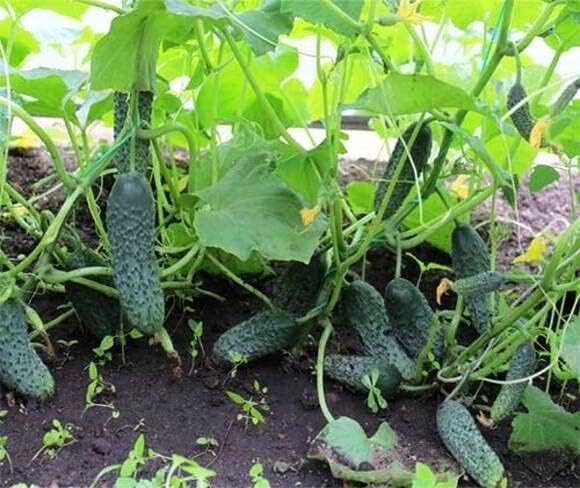 Seeds Cucumber Titus F1 Gherkin - Open-Pollinated - Heirloom Vegetable - GMO Free