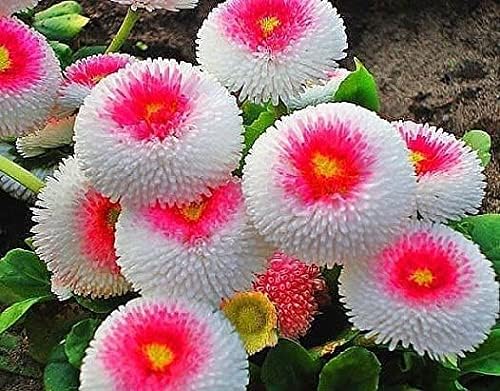 CEMEHA SEEDS - Seeds Aster Hi No Maru Annual Flowers for Planting