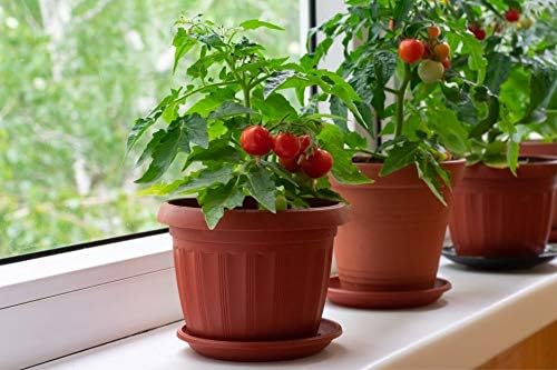 NIKA SEEDS - Seeds Vegetable Indoor Dwarf Tomato Santa Claus - 25 Seeds