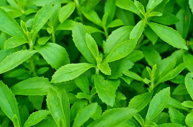 Sweet Herb Stevia Seeds Stevia Flores Seed Sweetleaf Plants for Planting Natural Stevia Sugar US Garden 100pcs