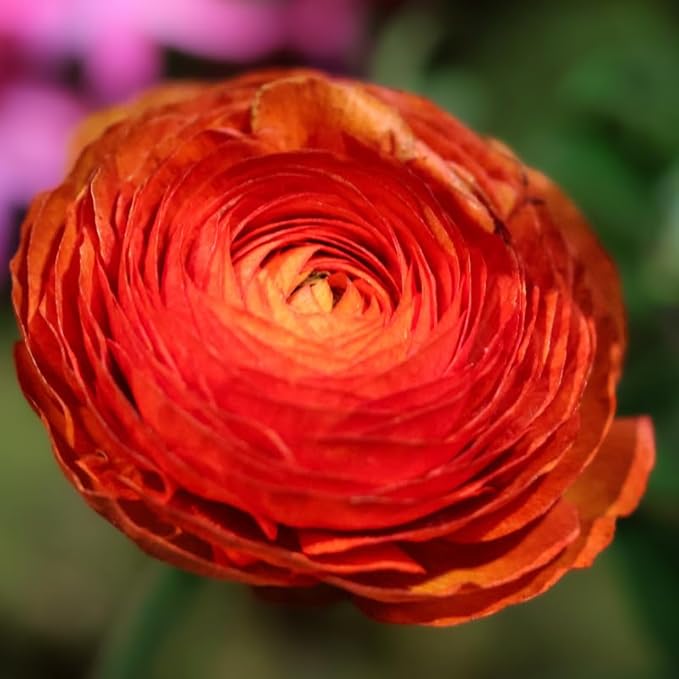 Pack 25 Ranunculus Bulbs for Planting, Red Ranunculus Corms, Butterfly Ranunculus Flowers Bulbs to Grow, Peony Buttercup Ranunculus