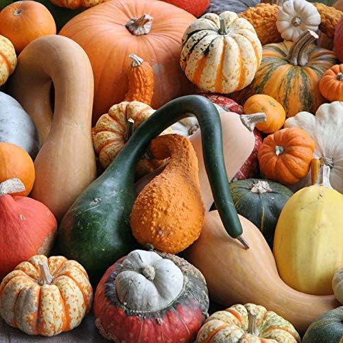 Seeds4planting - Seeds Ornamental Pumpkin Mix Heirloom Vegetable Non GMO