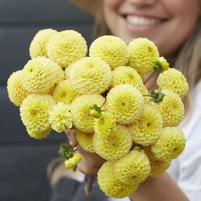 Eden Brothers Dahlia Bulbs (Pompon) - Buttercup, Non-GMO Bulbs for Planting, 4 Bulbs | Low-Maintenance Flower Bulbs, Plant During Spring, Zones 8, 9, 10, 11