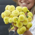 Eden Brothers Dahlia Bulbs (Pompon) - Buttercup, Non-GMO Bulbs for Planting, 2 Bulbs | Low-Maintenance Flower Bulbs, Plant During Spring, Zones 8, 9, 10, 11