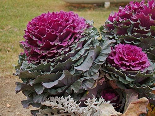 Seeds Flowering Kale Large Leaf Mix Ornamental Cabbage Non GMO Vegetable for Planting