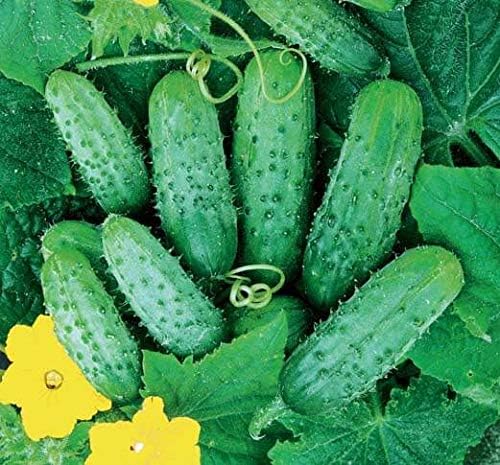 Seeds Vegetable Bush Type Cucumber 45 Days for Pickling Planting Non GMO - 40 Seeds