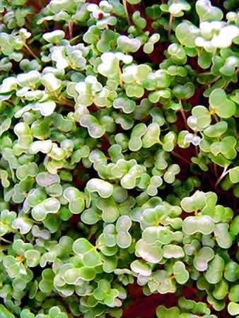 Turnip Garden Seeds - Purple Top White Globe - 5 Lb Bulk - Non-GMO, Heirloom Vegetable Garden & Microgreens Seeds