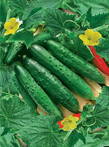 Seeds4planting - Seeds Indoor Cucumber April F1 Self-Pollinated 40 Days Pickling Giant Long Vegetable Non GMO