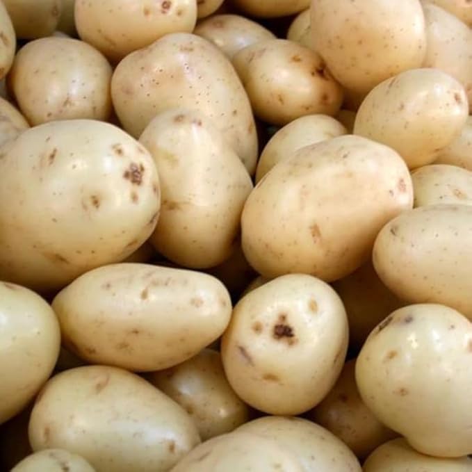 60 Yukon Potato Seeds for Growing Outdoors, True Potato Seeds Easy to Plant