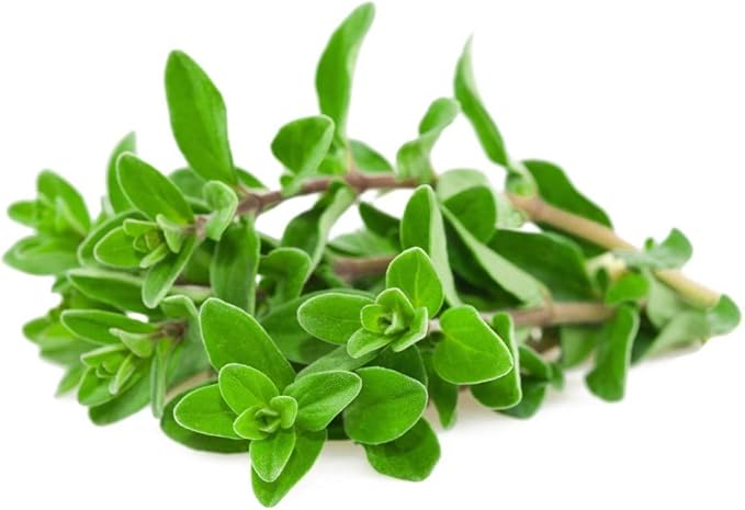 Sweet Marjoram Seeds 50 Count, COOL BEANS N SPROUTS Brand. Home Gardening.