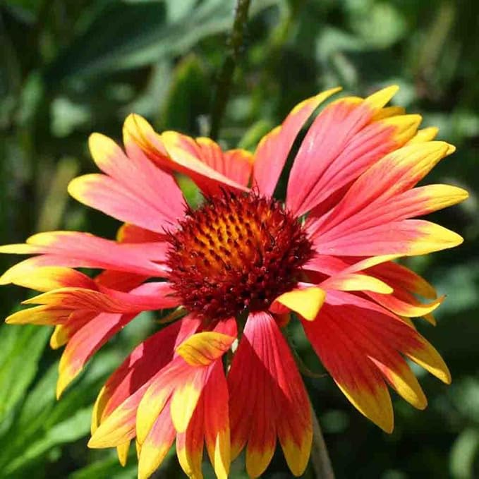 300+ Mixed Gaillardia Indian Blanket Flower Seed for Planting Wildflower Perennial Butterflies