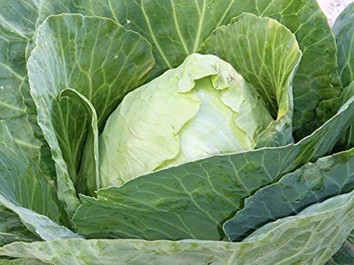 Cabbage Early Jersey Wakefield Great Heirloom Vegetable by Seed Kingdom Bulk 1/4 Lb Seeds
