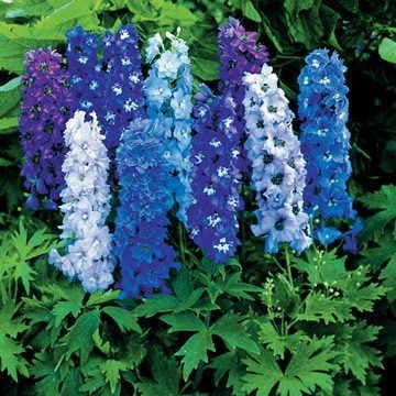 Park Seed Delphinium Plant Seeds, Double Bloom, Easy to Grow, Perfect for Spring Garden, Magic Fountain Mix, Pack of 25