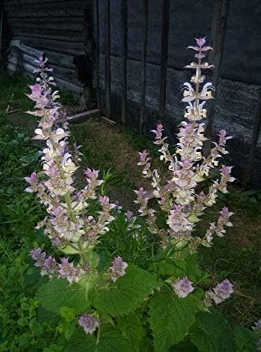 Seeds4planting - Seeds Clary Sage Medicinal Heirloom Herb Non GMO
