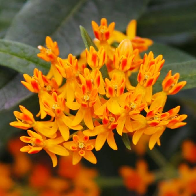 Butterfly Weed Flower - Perennial Garden Flower Root