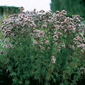 Park Seed Italian Organic Oregano Seeds, Pack of 100 Seeds