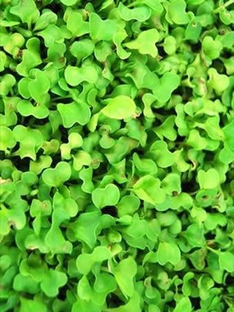 White Stem Pak Choi Cabbage Seeds: 4 Oz - Non-GMO Bok Choi Sprouting Seeds - Microgreens, Vegetable Gardening