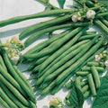 Park Seed Kentucky Blue Pole Bean Seeds – High-Yield Climbing Variety with Classic Flavor, Vigorous 8–9 Inch Pods, Disease Resistant, Ideal for Summer Harvests and Trellising – Pack of 100