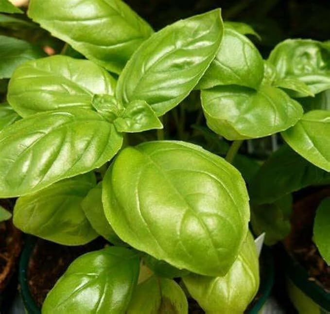 Seeds4planting - Seeds Genovese Basil Indoor Herb Non GMO Heirloom for Planting