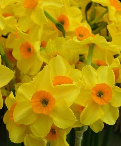 Narcissus Golden Dawn (10 Bulbs) Late-Flowering, Multi-Flowering,Award-Winner