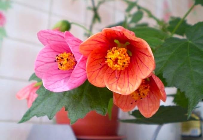 Seeds Abutilon Seeds Mix 50 Seeds for Planting Flowers Indian Mallow Flowering Maple
