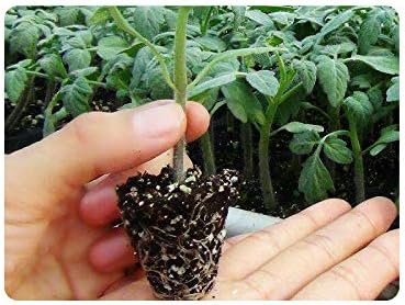 RooTrimmer 200 Cell Plug Tray, 10pcs-Pack Thick Durable Seed Starter Flats Vegetable Fruit Seeds Seedling Plastic Plug Farmer Nursery Trays Propagation