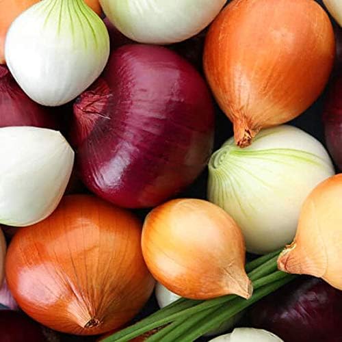 Multicolor Onion Seed Mx Allium Cepa 200+ Seeds Garden Seeds for Planting Vegetables